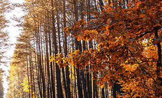 DY 点赞充值秒到账，快速提升点赞量，方便快捷又安全